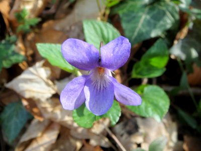 20140402Viola_reichenbachiana2