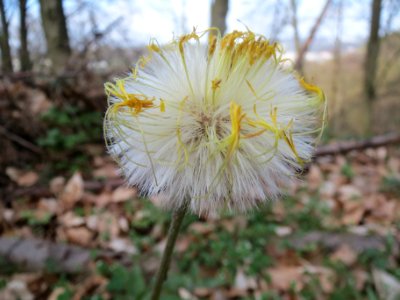 20140402Tussilago_farfara5