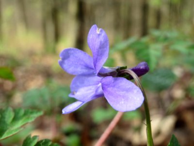 20140402Viola_reichenbachiana4