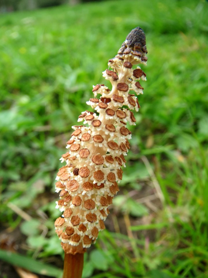 20140401Equisetum_arvense1
