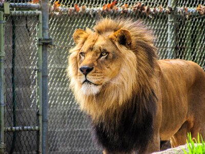 Mane king leo photo