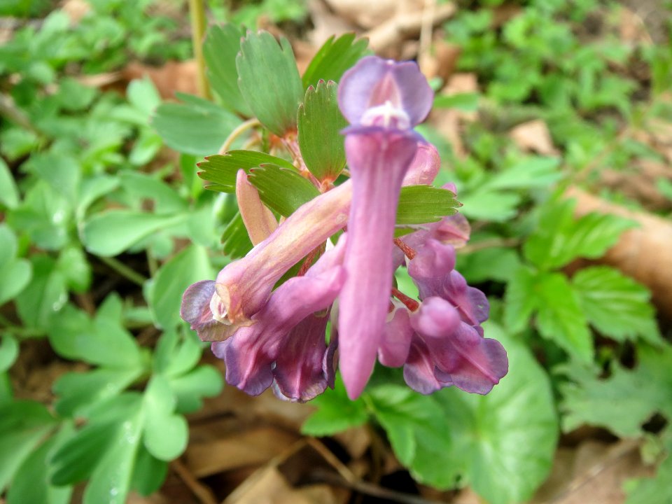 20140331Corydalis_solida1