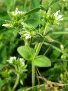 20140331Cerastium_glomeratum5
