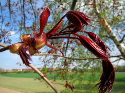 20140406Ahorn_Altlussheim11