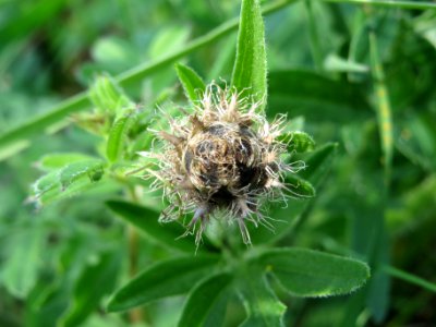 20140406Centaurea_scabiosa2
