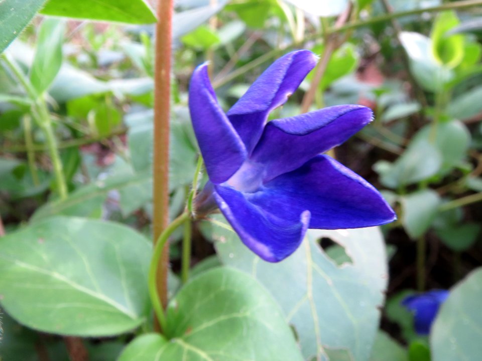 20140401Vinca_major1
