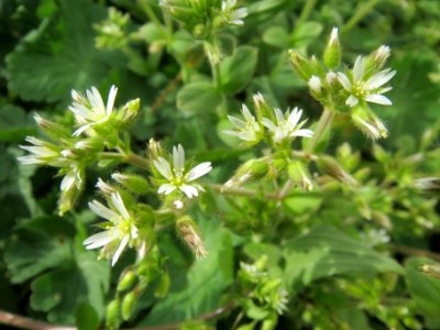 20140331Cerastium_glomeratum2