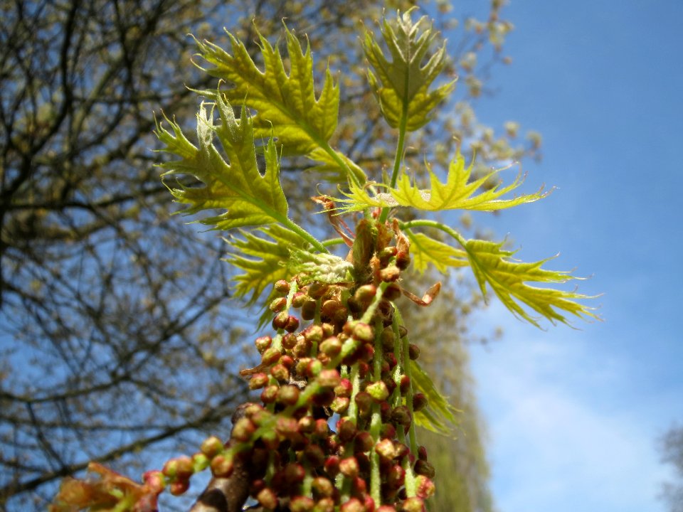 20140402Quercus_rubra1