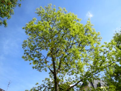 20140402Acer_platanoides