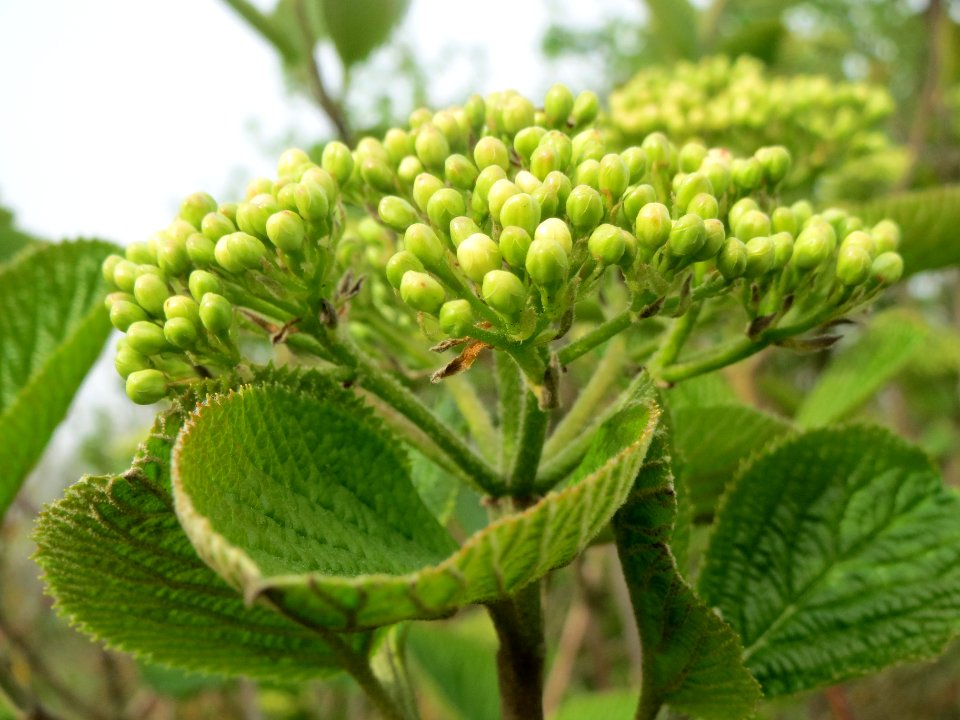 20140401Viburnum_lantana5