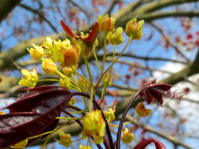 20140406Ahorn_Altlussheim13