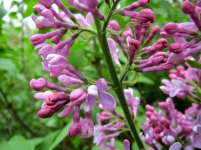 20140405Syringa_vulgaris2