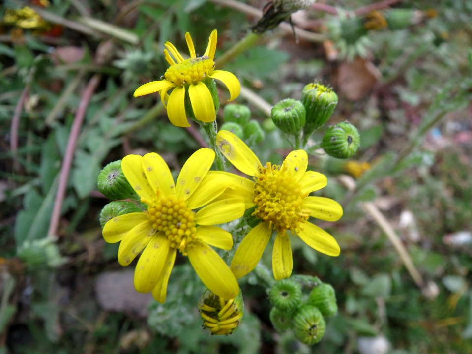 20140404Senecio_vernalis1
