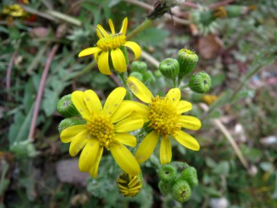 20140404Senecio_vernalis1 photo