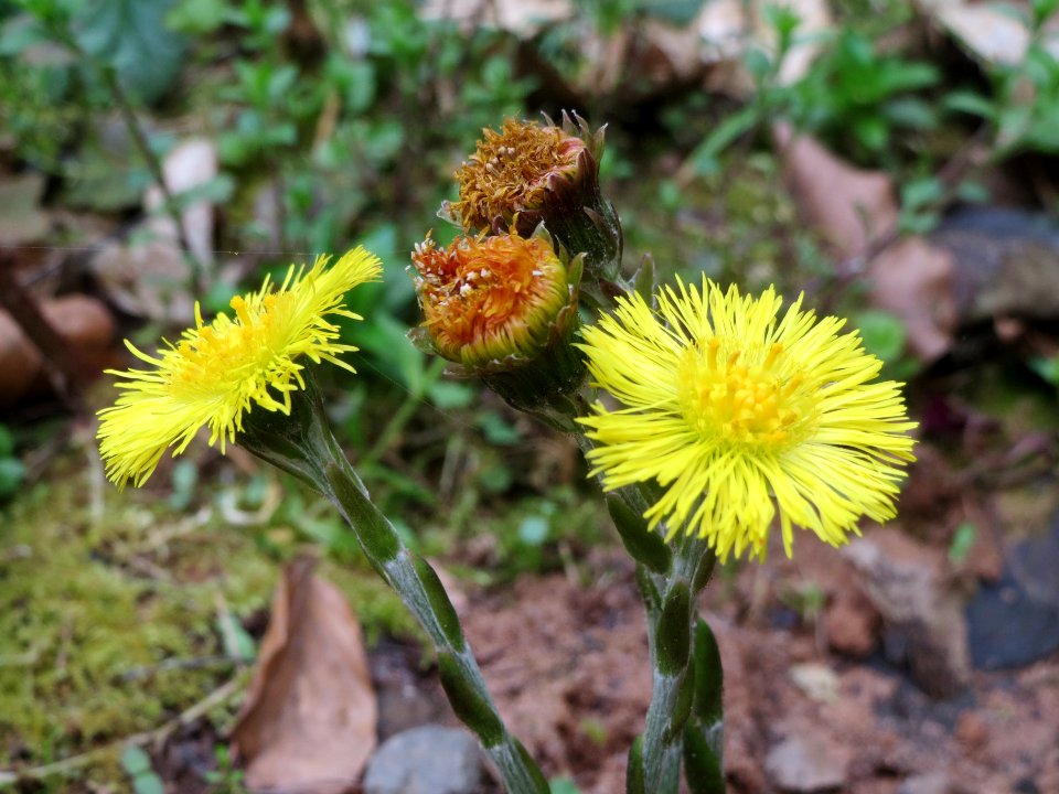 20140402Tussilago_farfara3