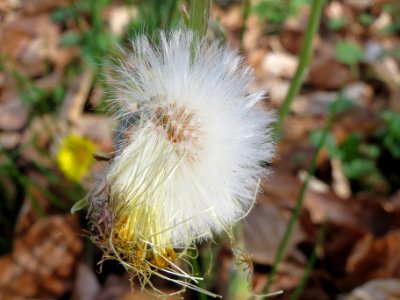 20140402Tussilago_farfara4
