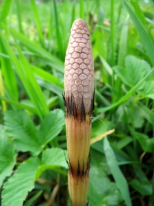 20140401Equisetum_arvense2