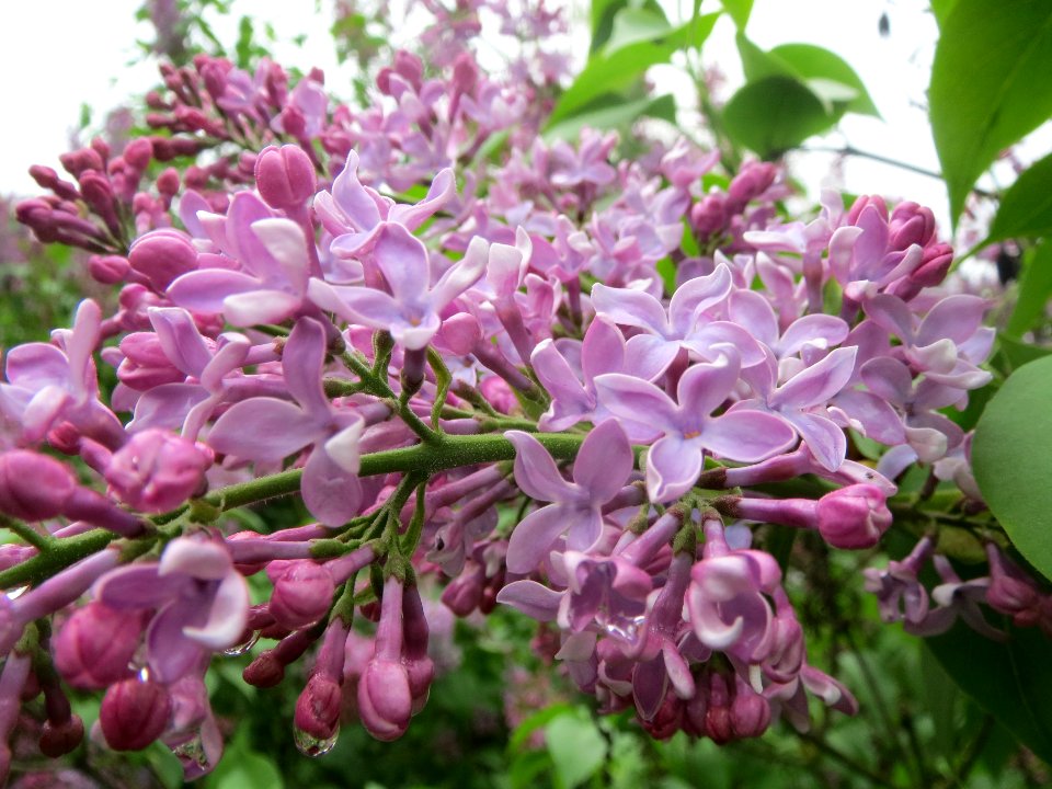 20140405Syringa_vulgaris4
