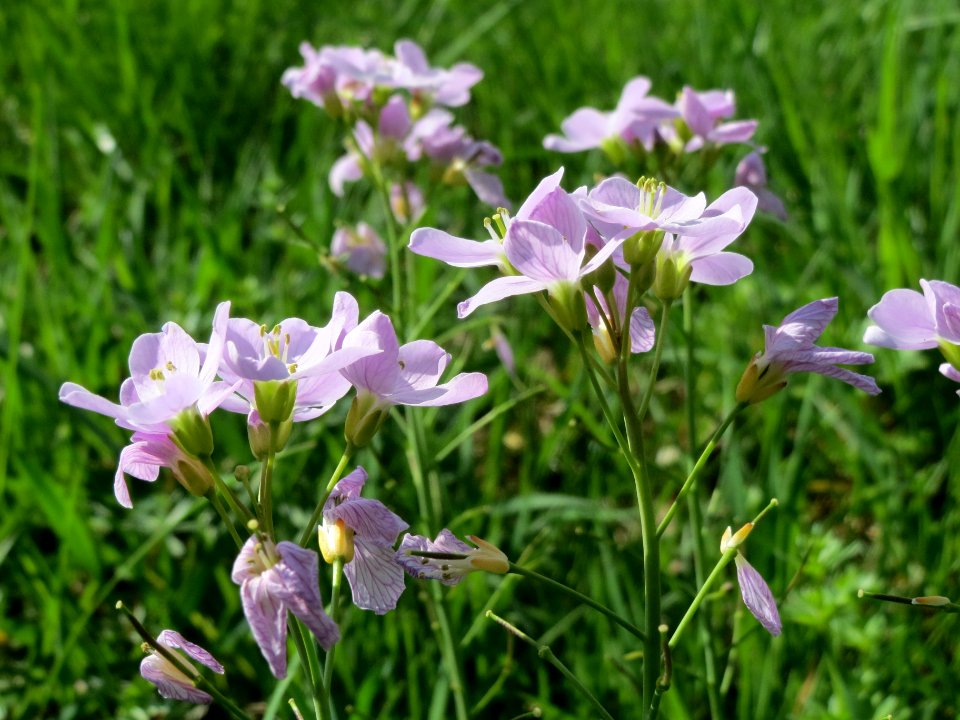 20140406Cardamine_pratensis1