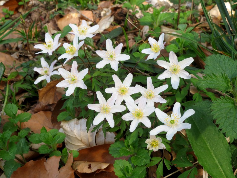 20140402Anemone_nemorosa1