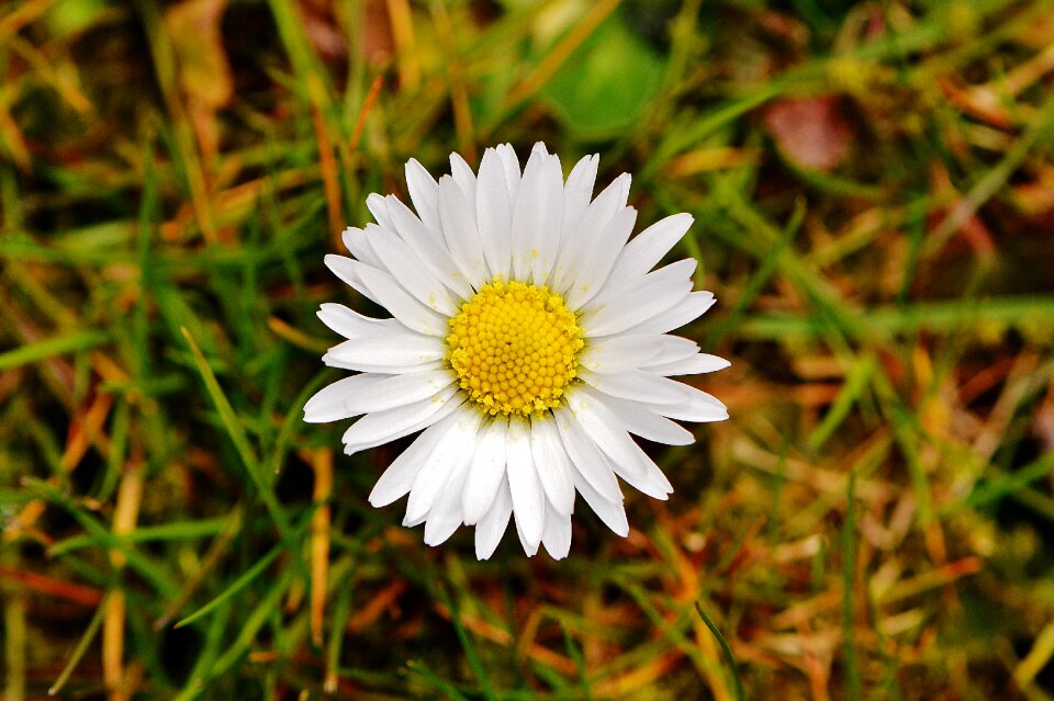 Flowers spring flower