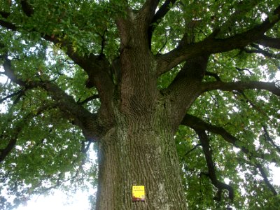 2014.09.12_-_Mauer_bei_Amstetten_-_Stieleiche_AM-072_-_03