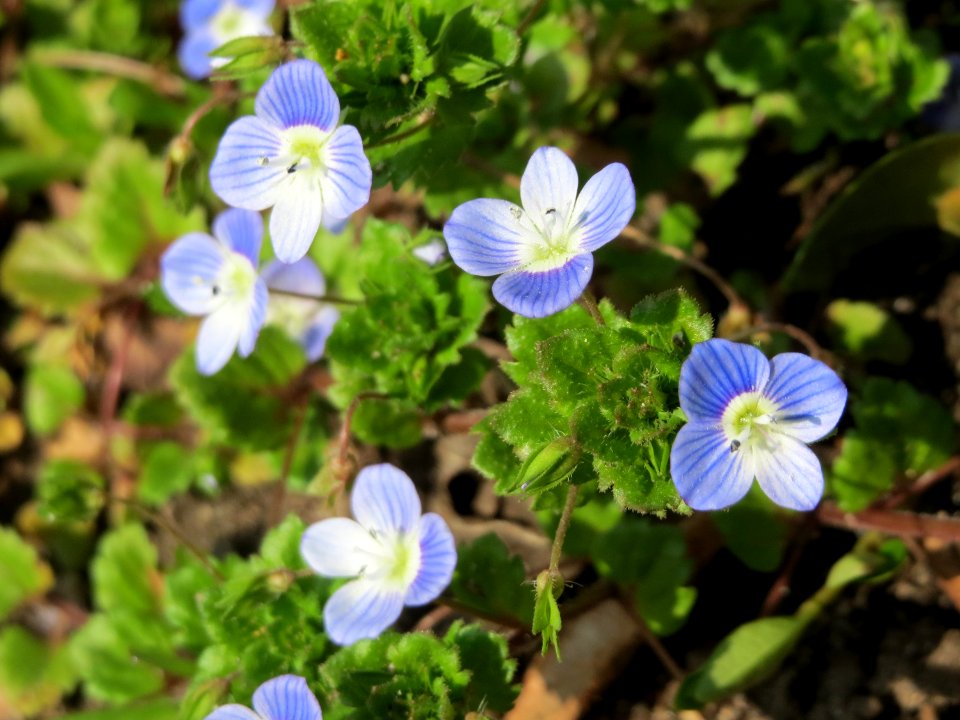 20150408Veronica_persica1