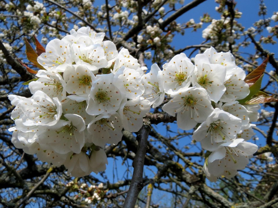 20150408Prunus_sect_Cerasus3