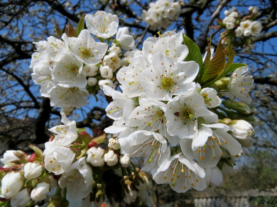 20150408Prunus_sect_Cerasus2