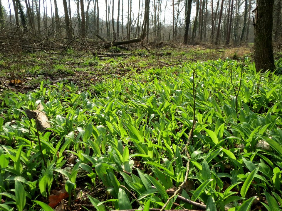 20150406Allium_ursinum