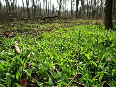 20150406Allium_ursinum