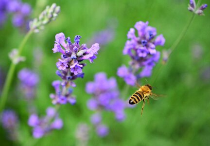 Medicinal plant flowers garden flowers