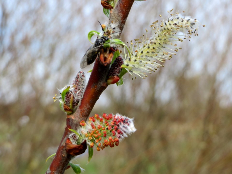 20150407Salix_purpurea8