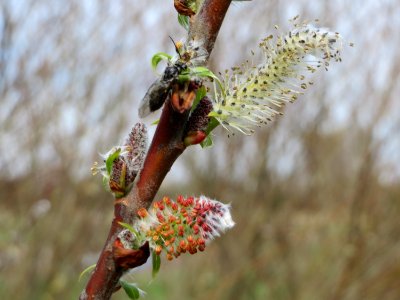20150407Salix_purpurea8