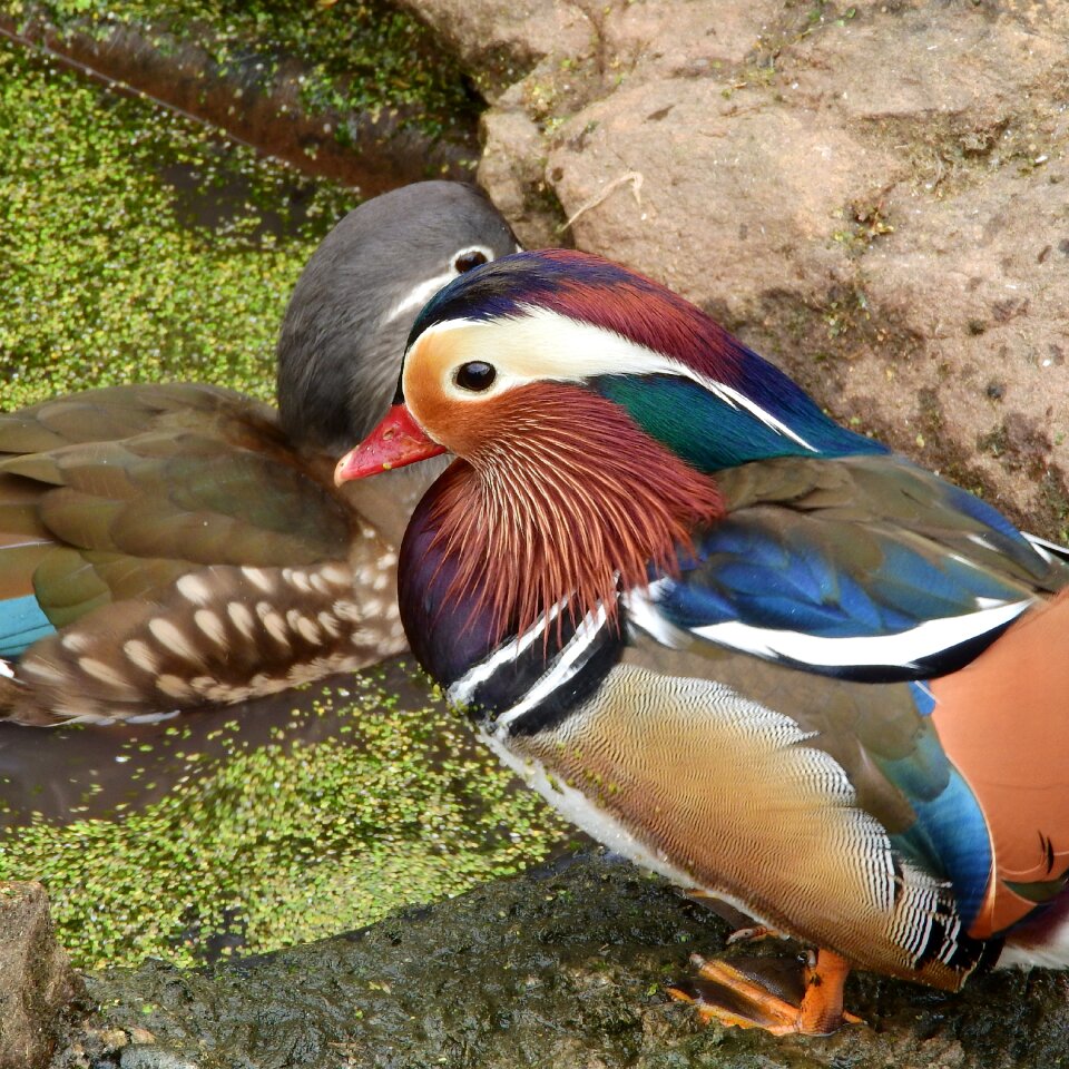 Cute vrubozobí an ornamental duck