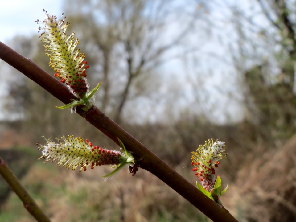 20150407Salix_purpurea6