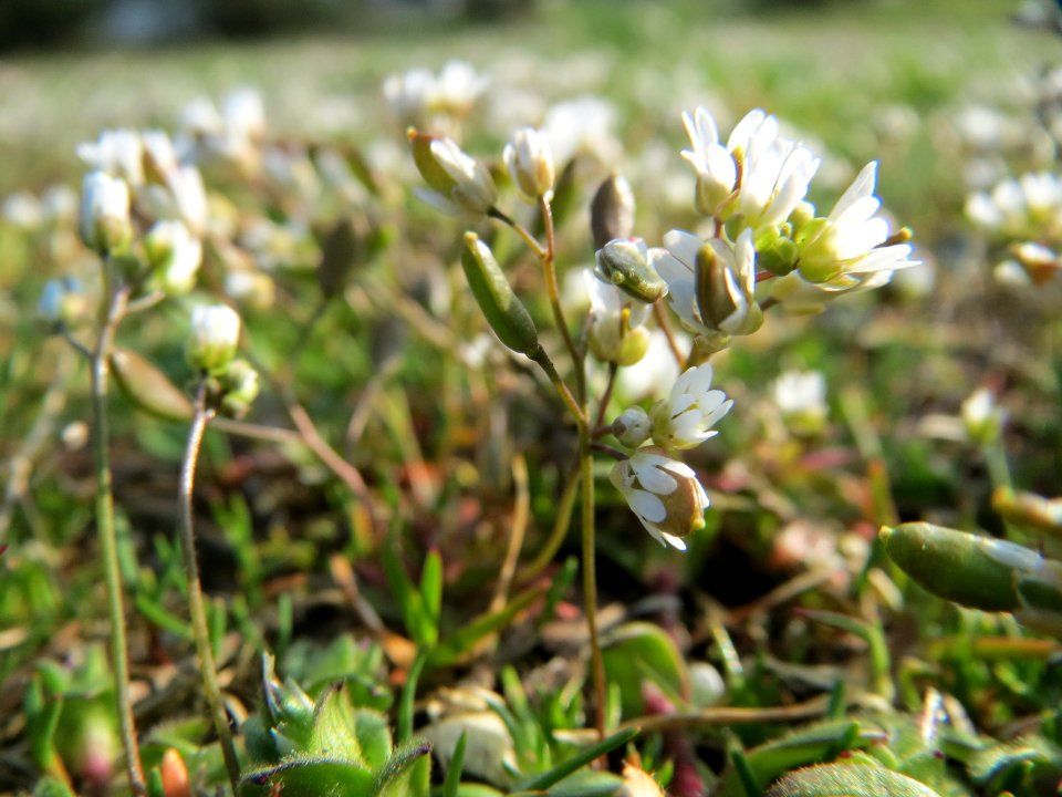 20150408Draba_verna1