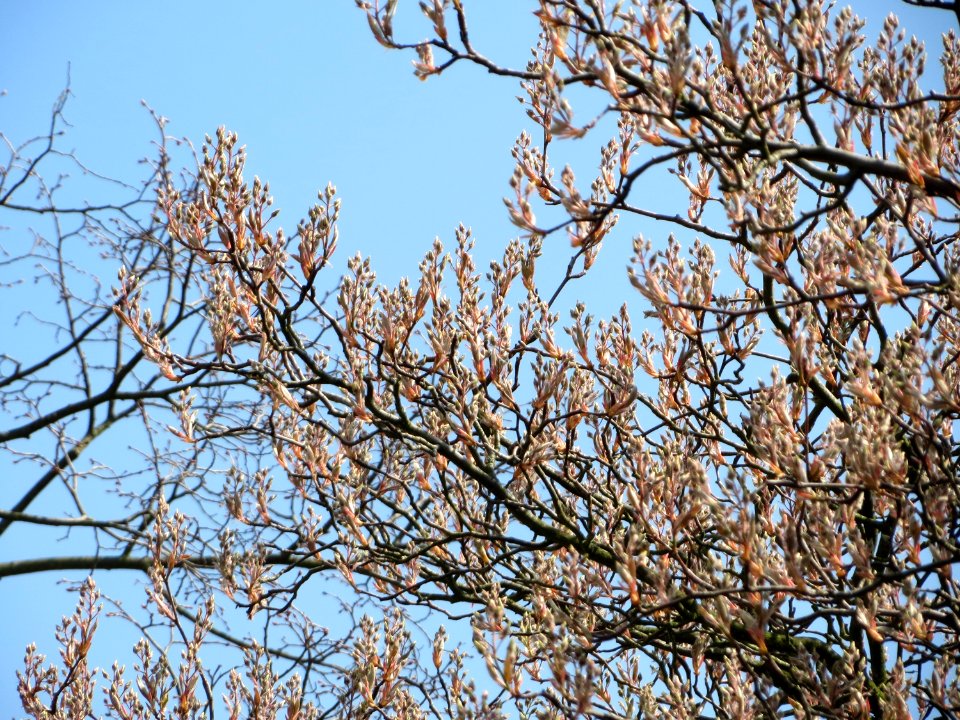 20150408Amelanchier_lamarckii