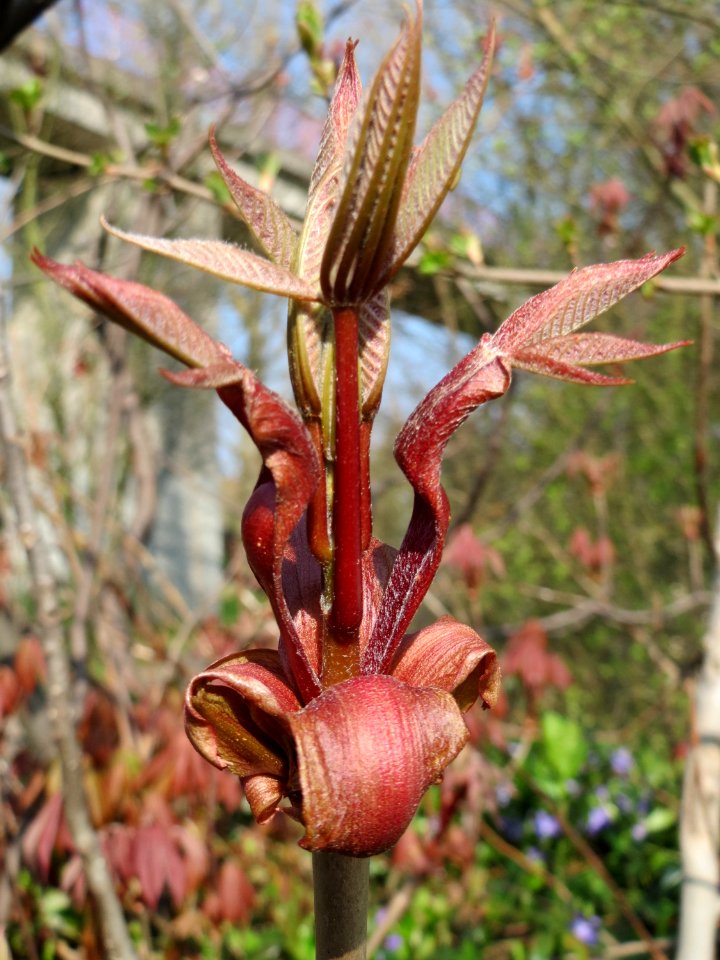 20150408Aesculus_hippocastanum1