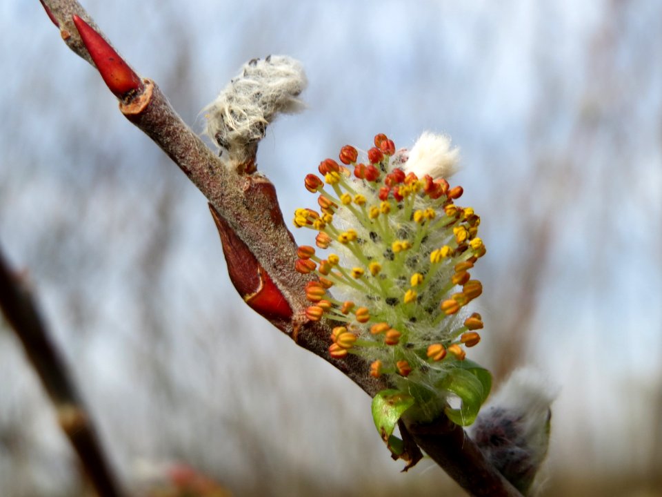 20150407Salix_purpurea5