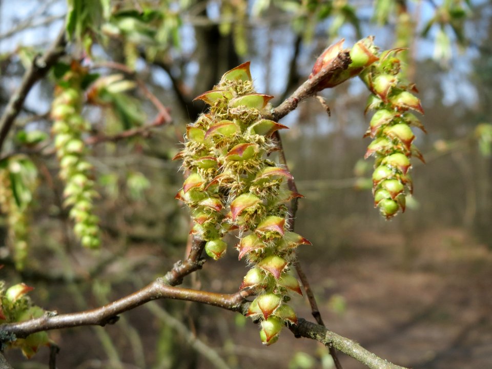 20150403Carpinus_betulus3