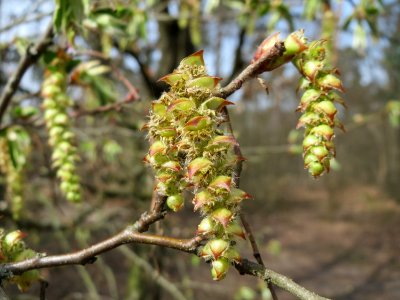 20150403Carpinus_betulus3