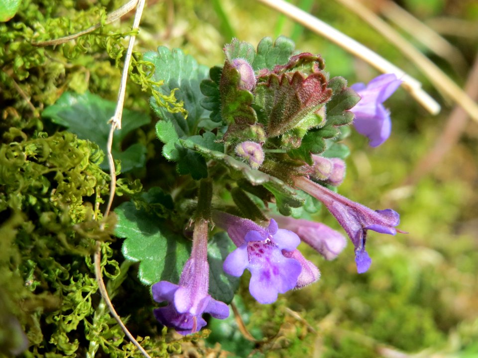 20150403Glechoma_hederacea2