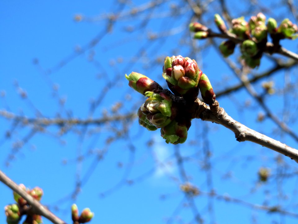 20150402Prunus_sect_Cerasus2