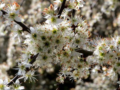 20150402Prunus_spinosa3