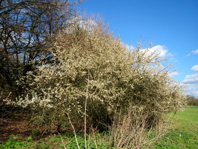 20150402Prunus_spinosa1