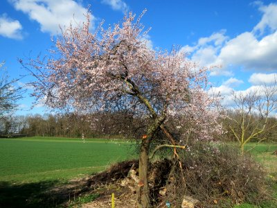 20150402Prunus_cerasifera6
