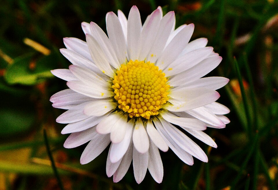 Flowers spring flower