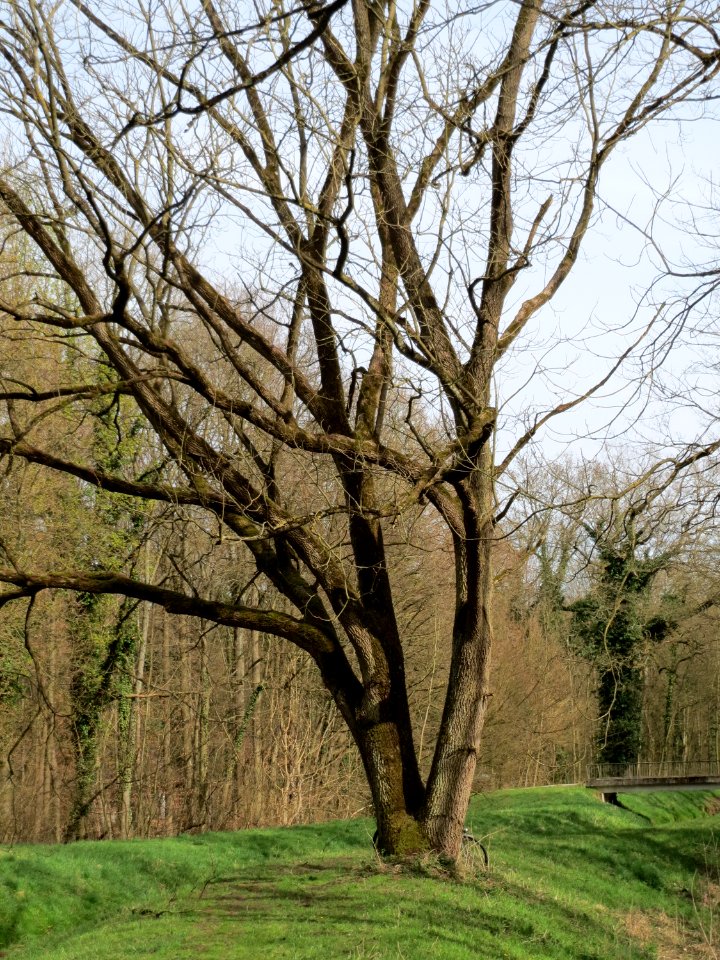 20150403Quercus_robur