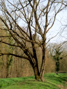 20150403Quercus_robur